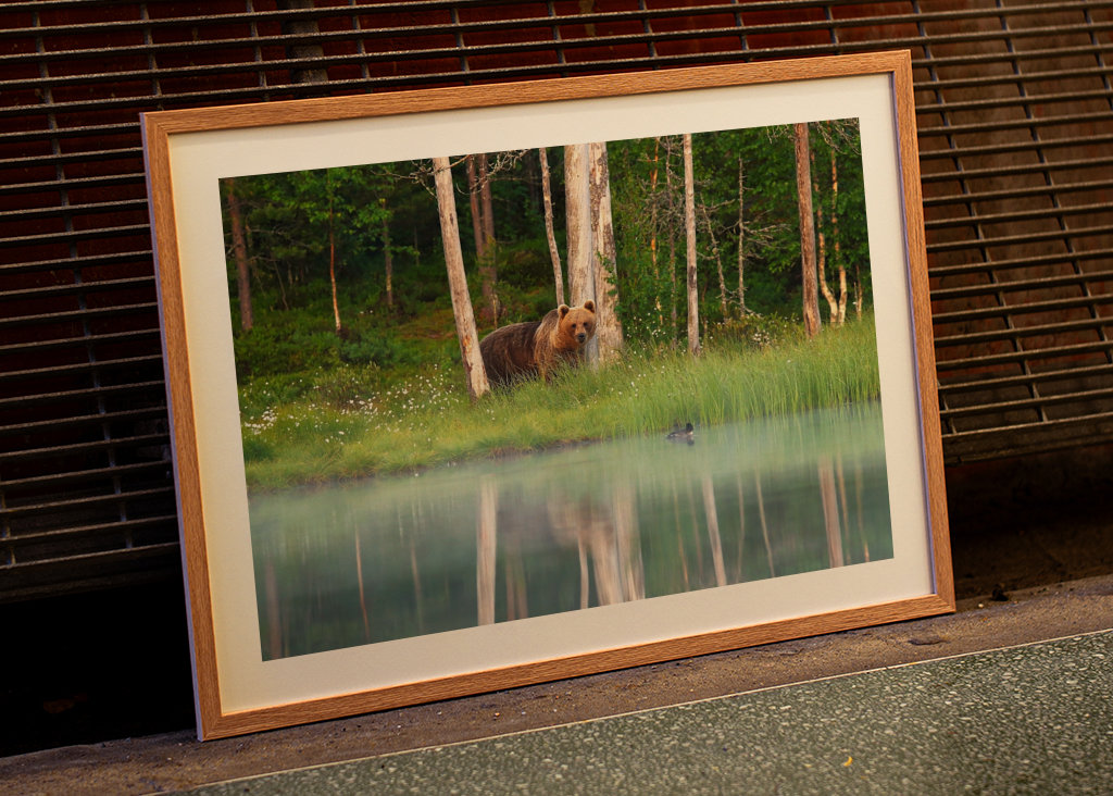 A bear in a beautiful nature