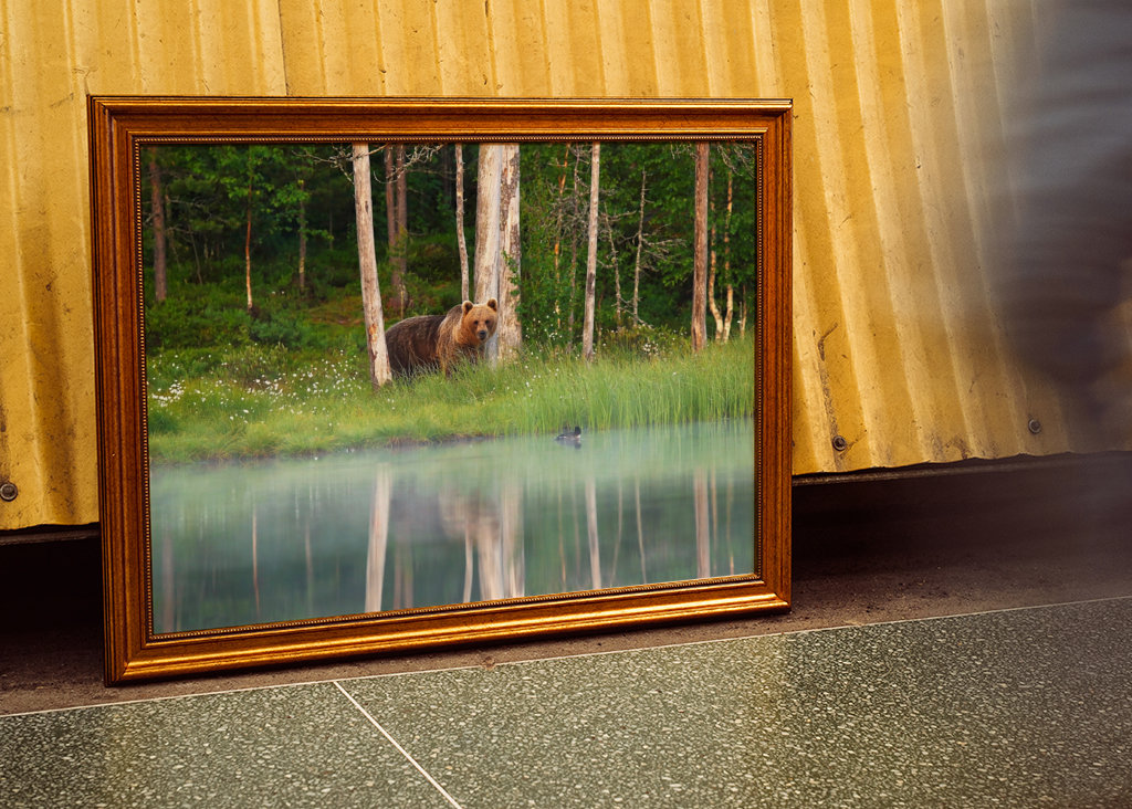 A bear in a beautiful nature