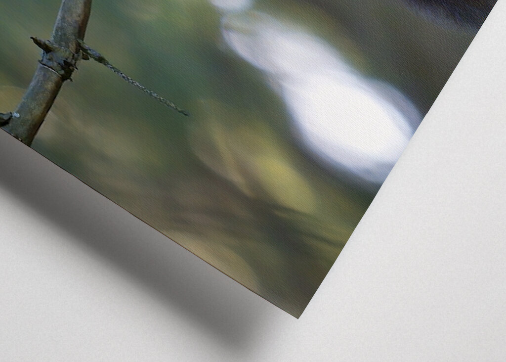 Neugieriges Eichhörnchen