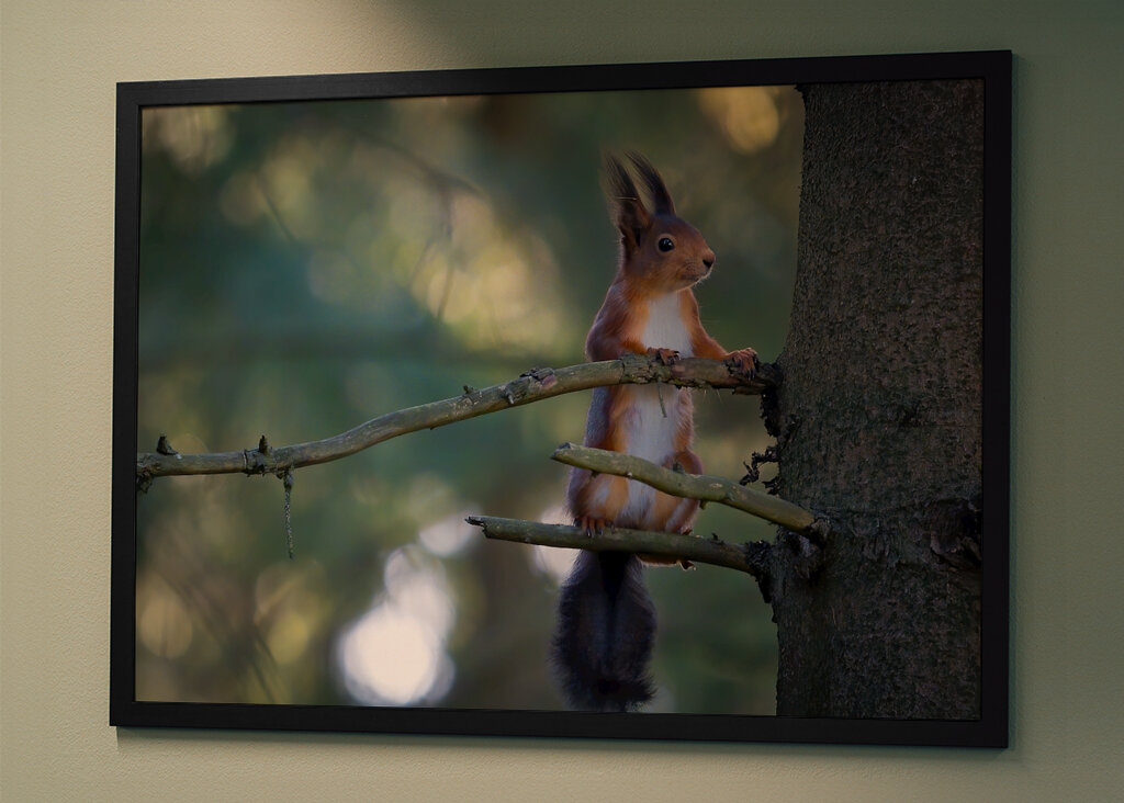 Neugieriges Eichhörnchen