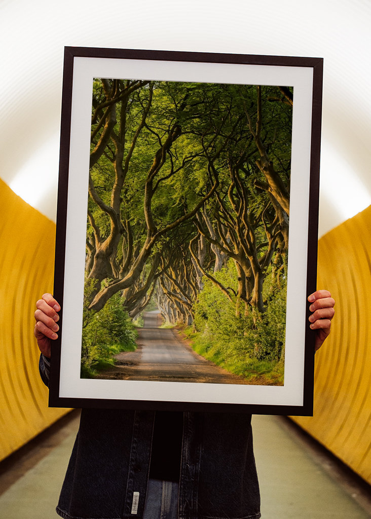 Dark Hedges