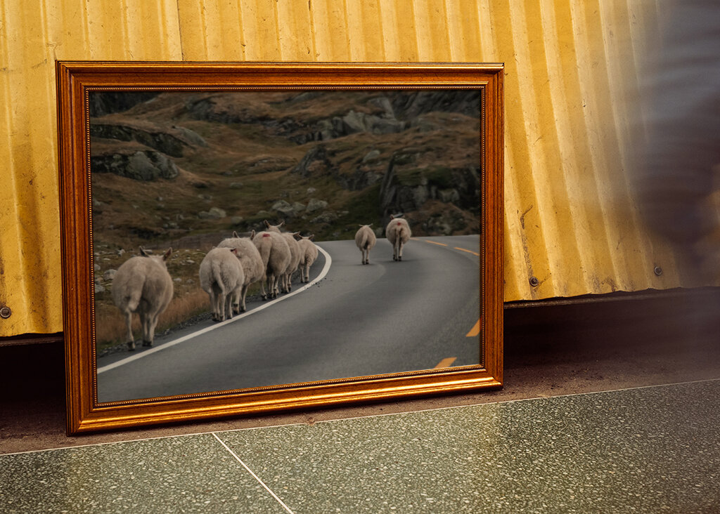 Ovce na cestě