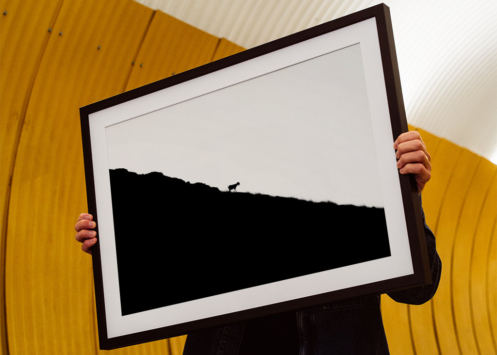 Silhouette de chèvre