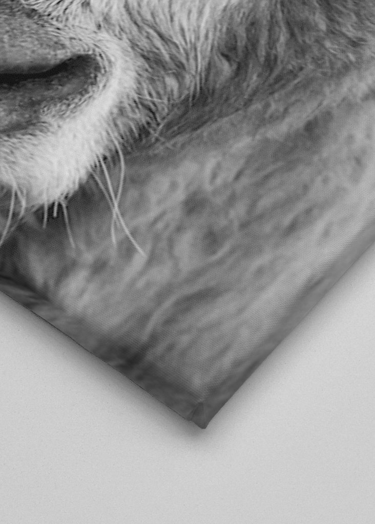 Jeune taureau dans le champ 