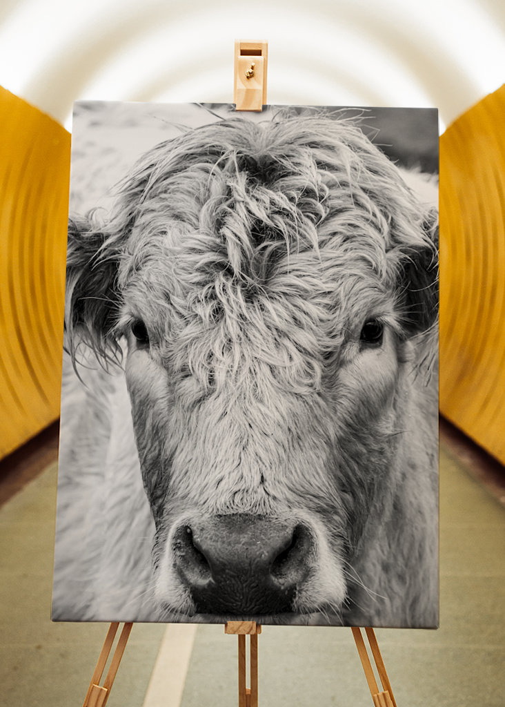 Jeune taureau dans le champ 