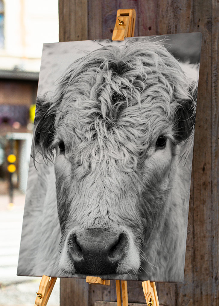 Jeune taureau dans le champ 