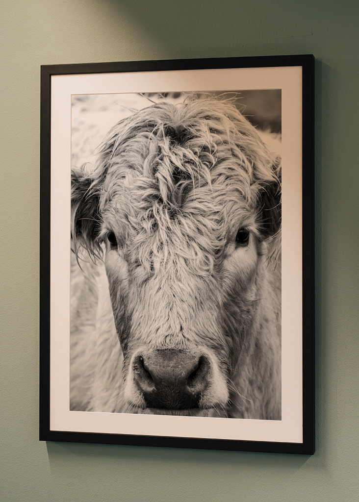 Jeune taureau dans le champ 