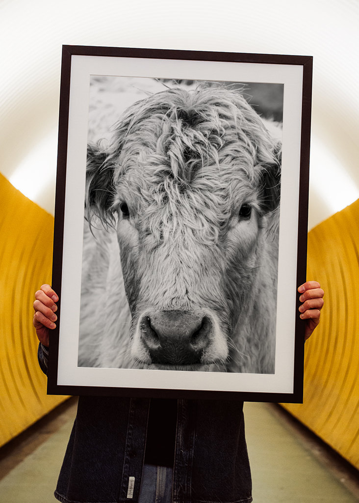 Jeune taureau dans le champ 