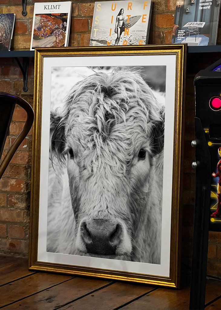 Jeune taureau dans le champ 