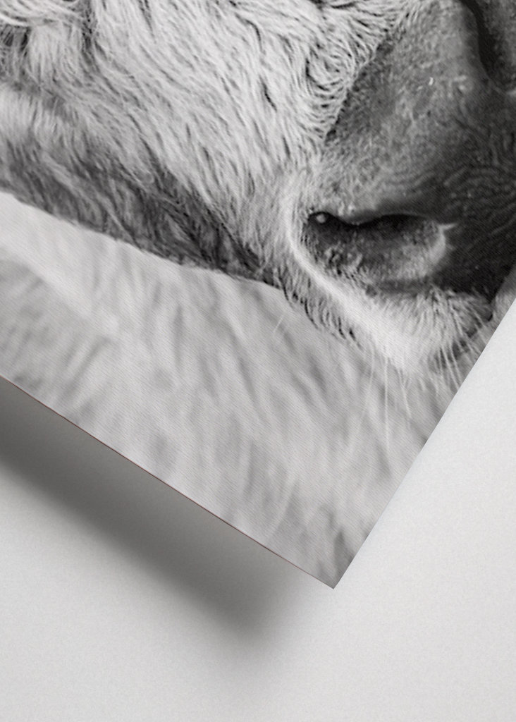 Jeune taureau dans le champ 