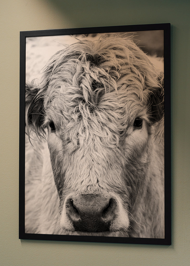 Jeune taureau dans le champ 