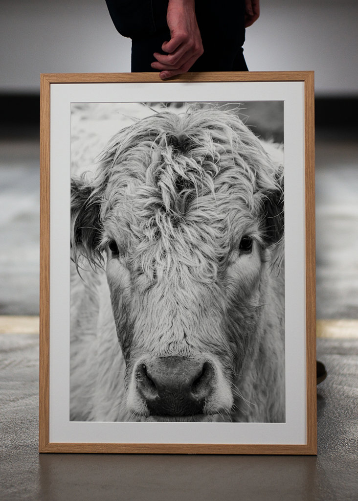 Jeune taureau dans le champ 