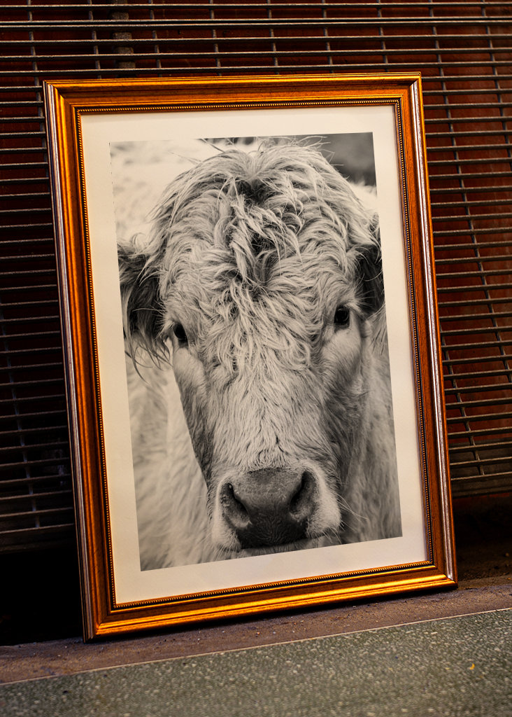 Jeune taureau dans le champ 