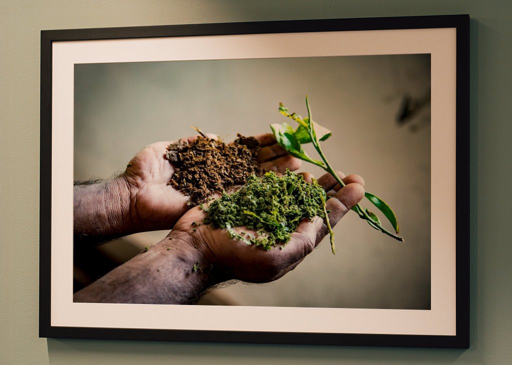 Preparação de Tee na Índia