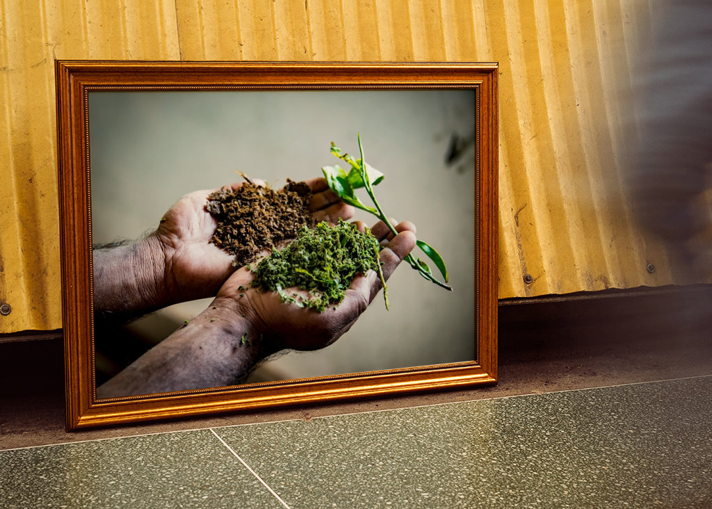 Preparação de Tee na Índia