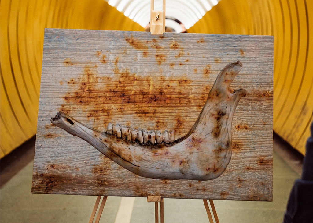 Čelist na rezavém dřevě