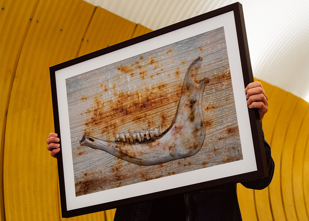 Čelist na rezavém dřevě