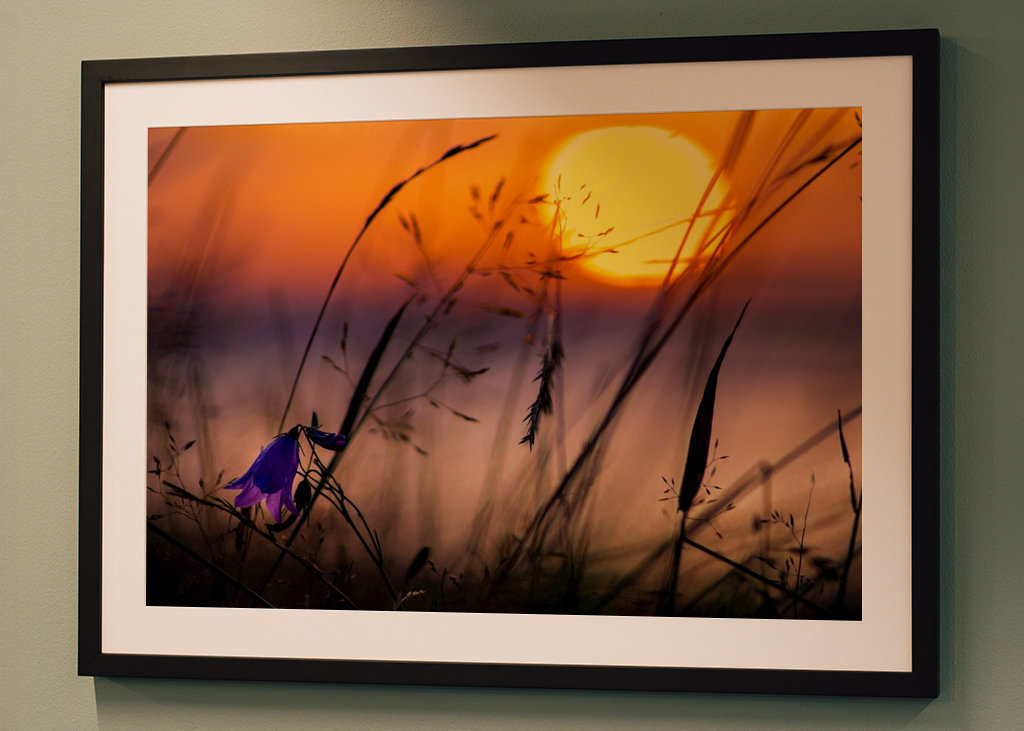 Bluebell in the sunset