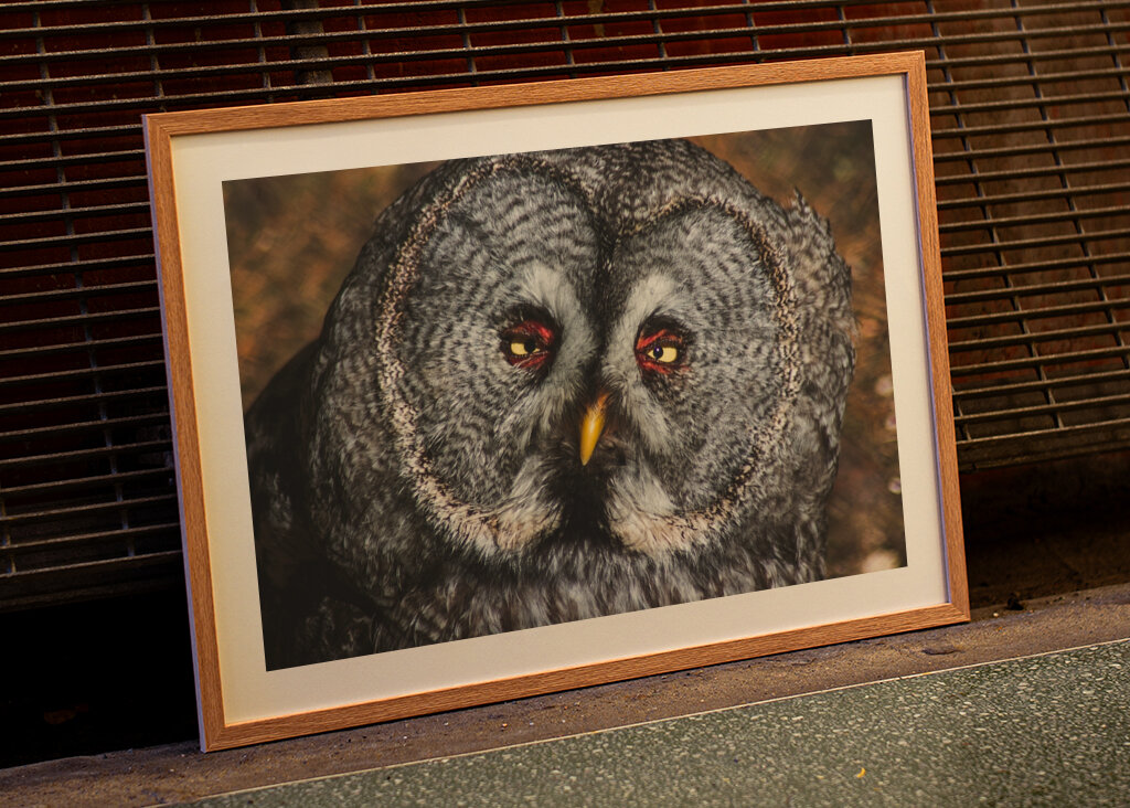 Ugle på Järvzoo