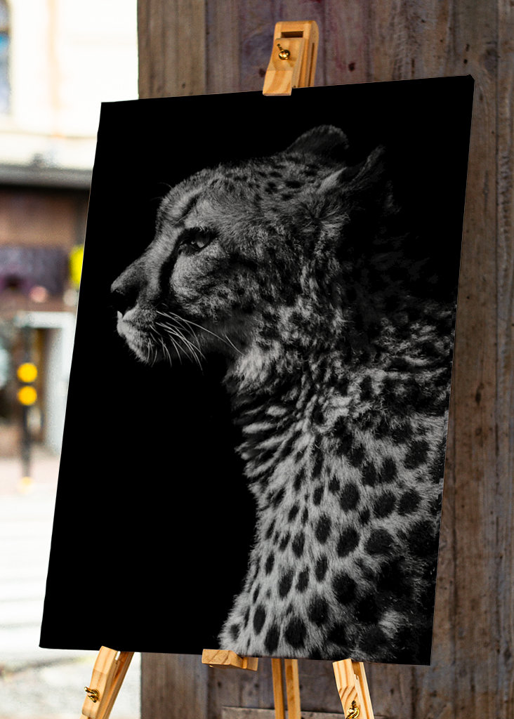 Black and White Cheetah