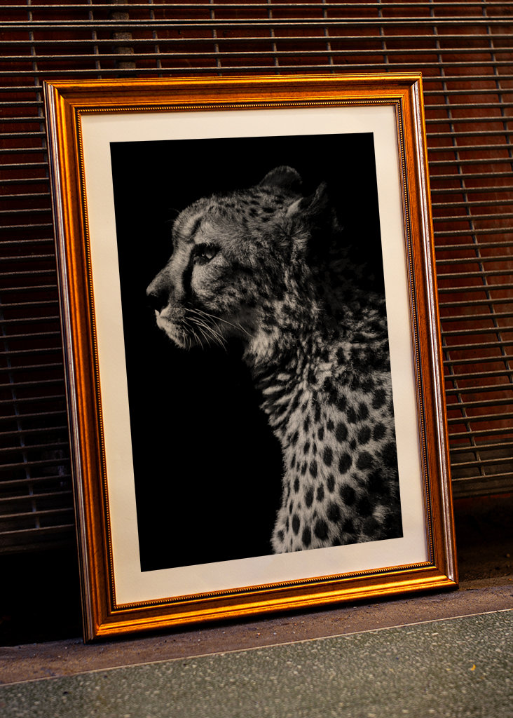 Black and White Cheetah