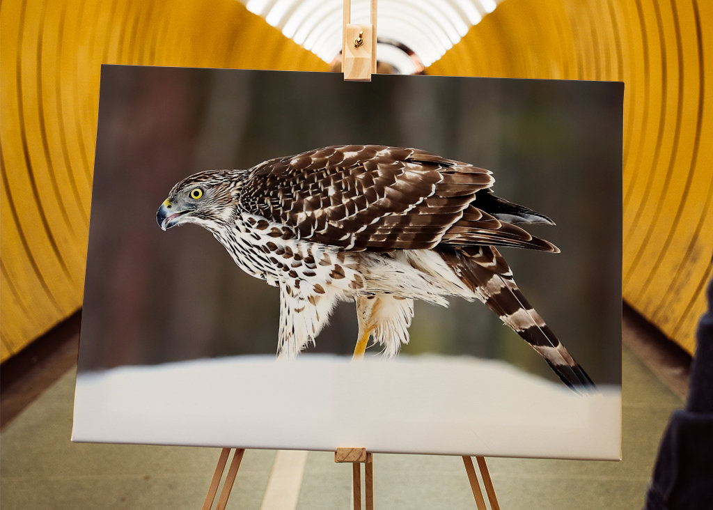 Jestřáb lesní (mladá samice)