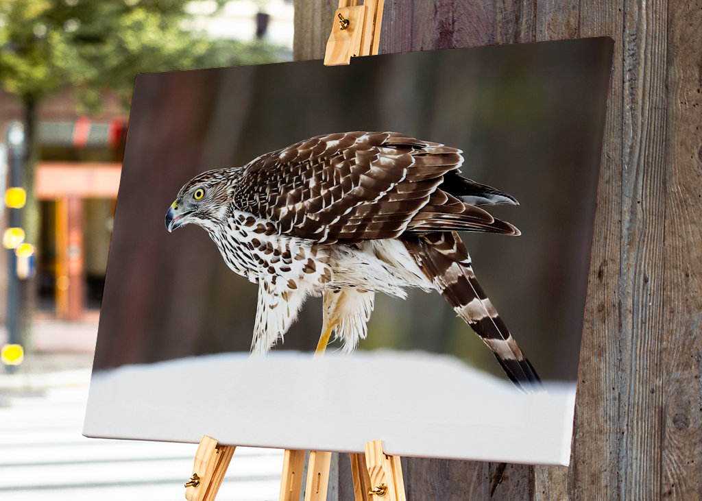 Jestřáb lesní (mladá samice)