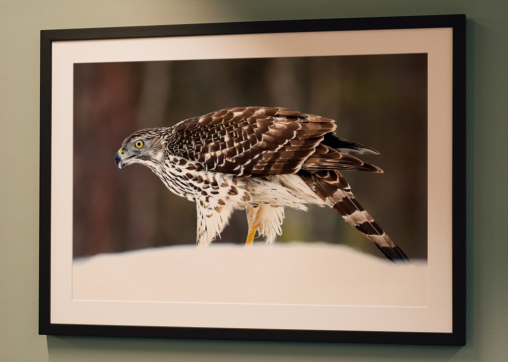 Jestřáb lesní (mladá samice)