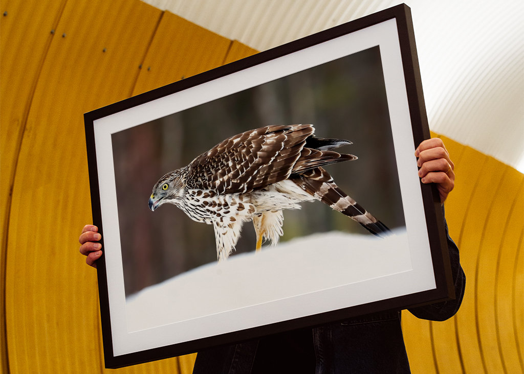 Jestřáb lesní (mladá samice)