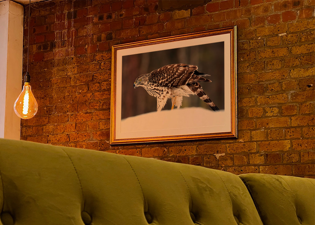 Jestřáb lesní (mladá samice)