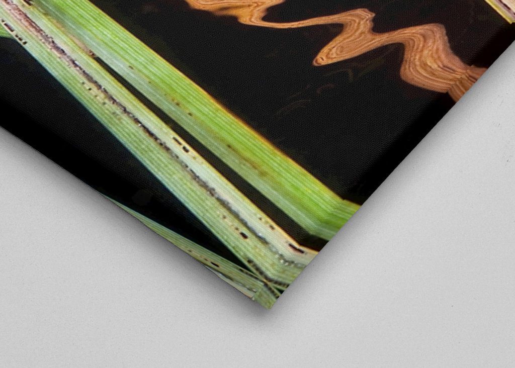 Odraz - zasít do rákosí