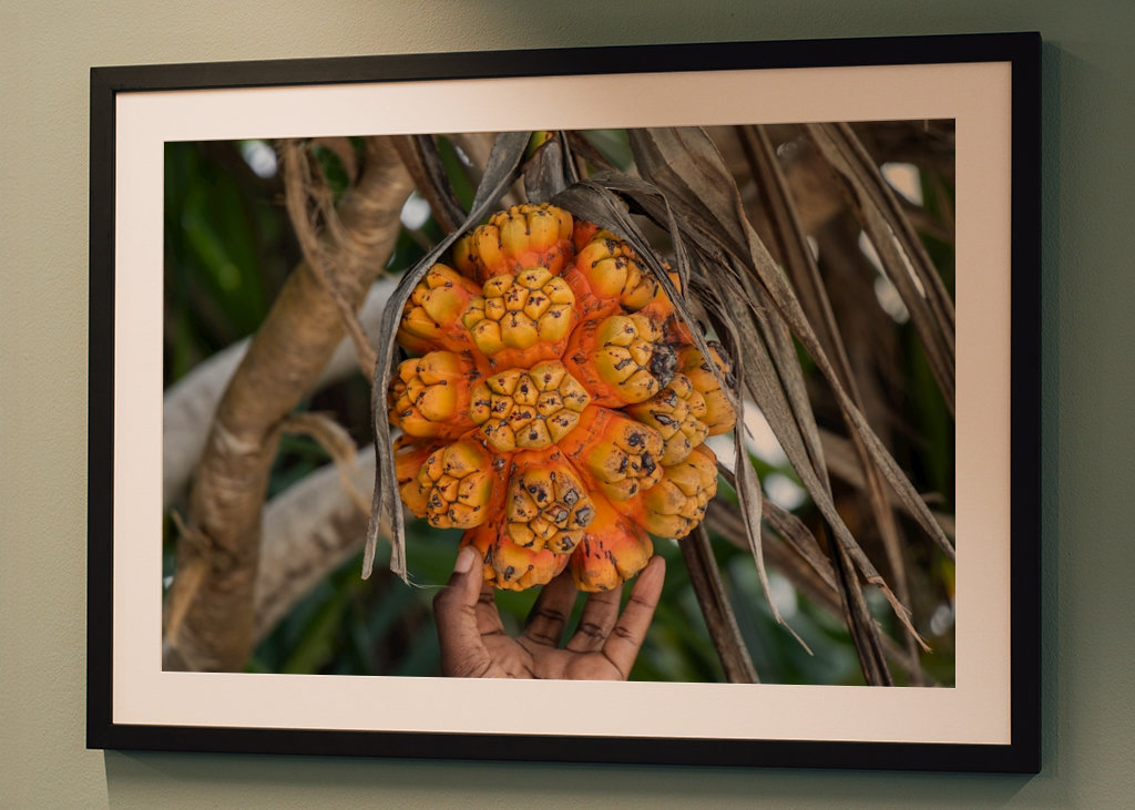 Die exotische Frucht Pandanus