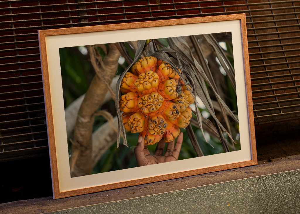 Die exotische Frucht Pandanus