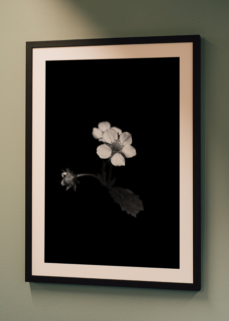 Smultronblomma řekl: