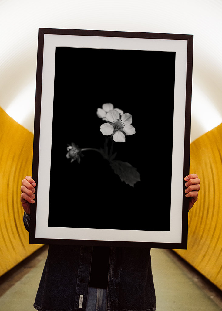 Smultronblomma řekl: