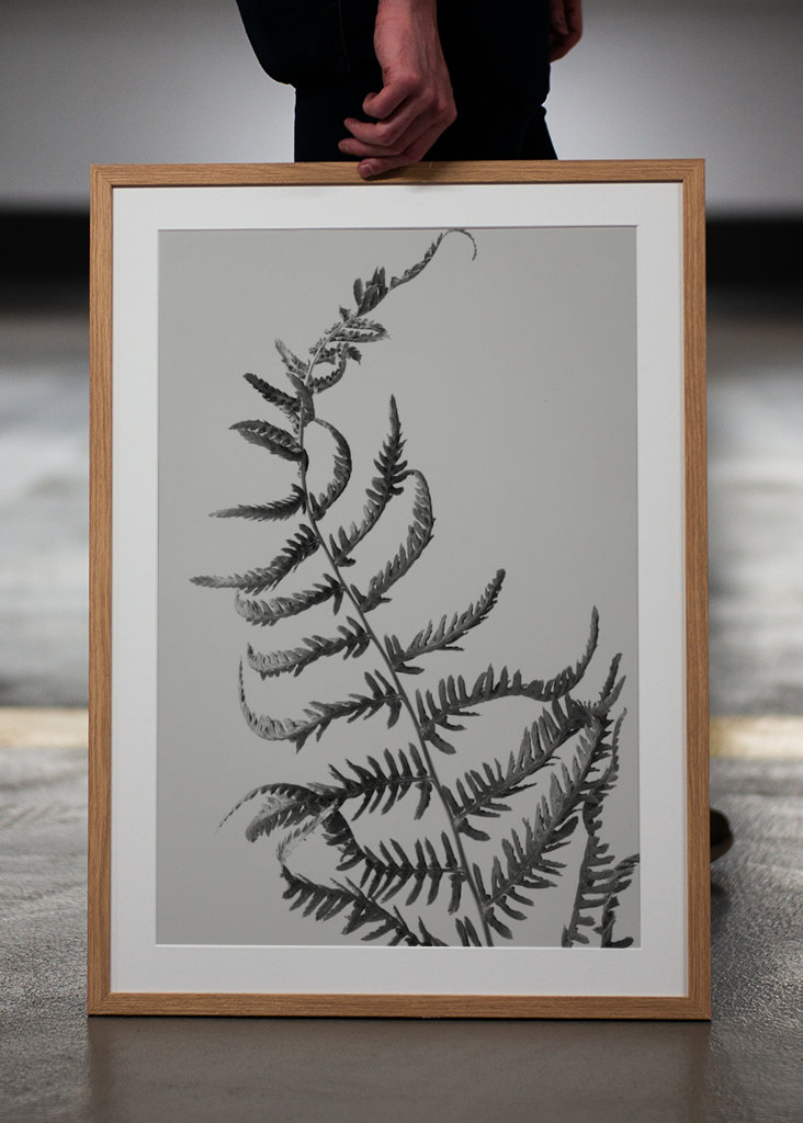 Dancing fern