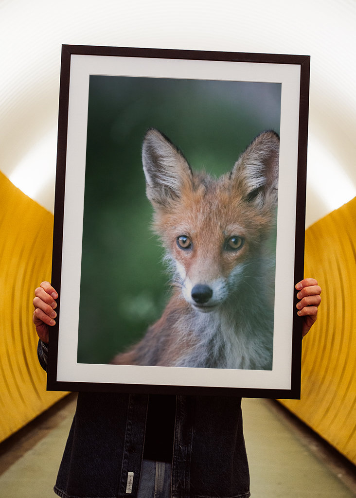 Fox Portrait