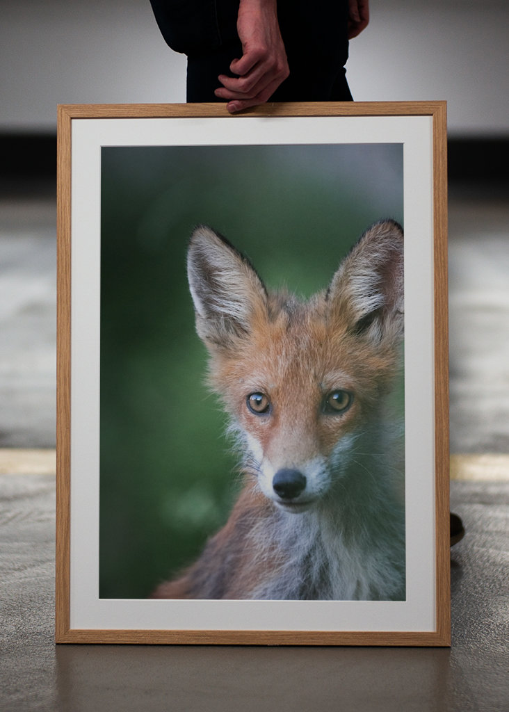 Fox Portrait