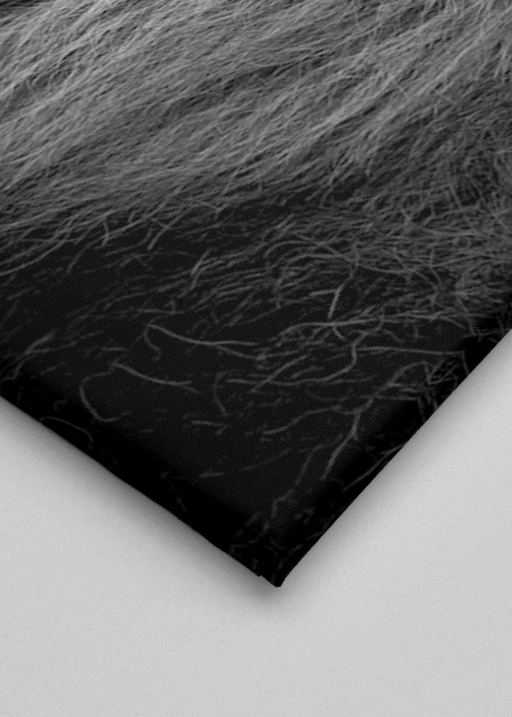 Kongen af zoologisk have