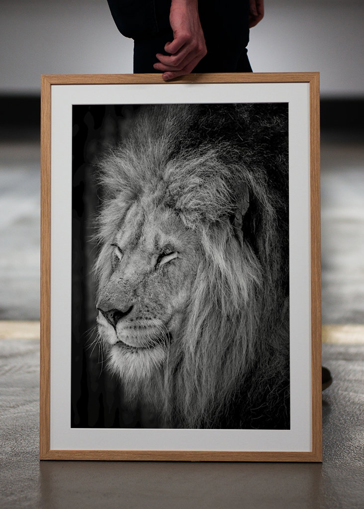 Kongen af zoologisk have