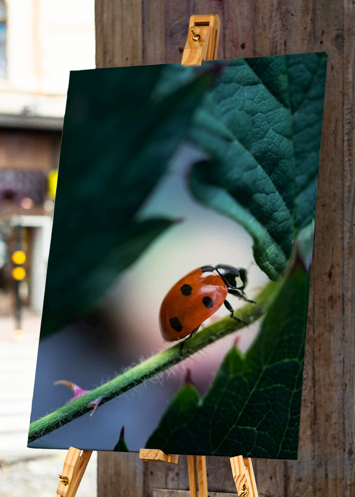 Ladybug in blackberry bush