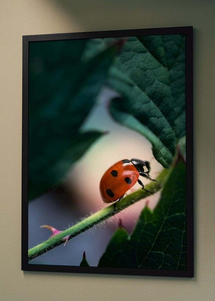 Ladybug in blackberry bush