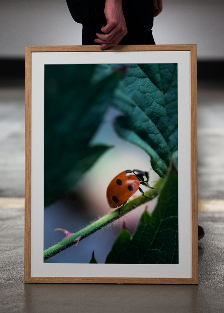 Ladybug in blackberry bush