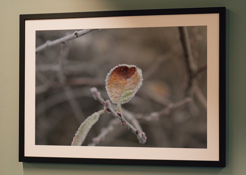 Frosty Leaf  