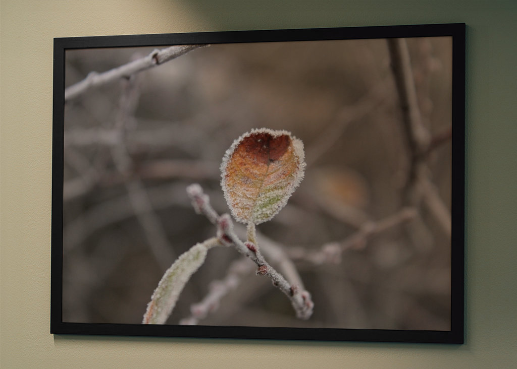 Frosty Leaf  