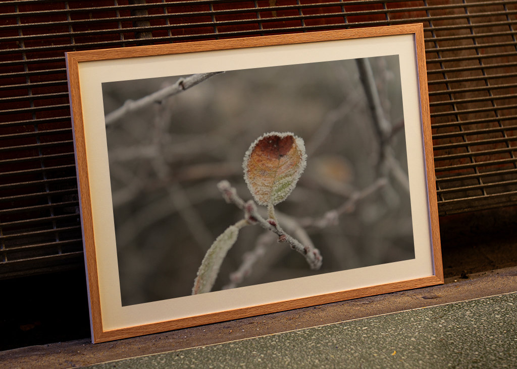 Frosty Leaf  