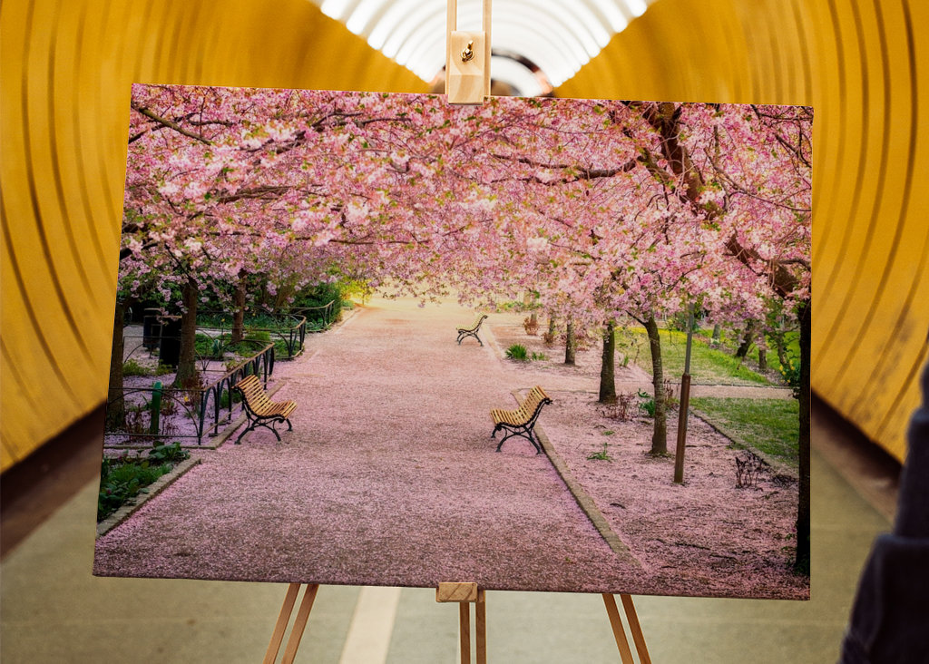 Blomstrende kirsebærtre