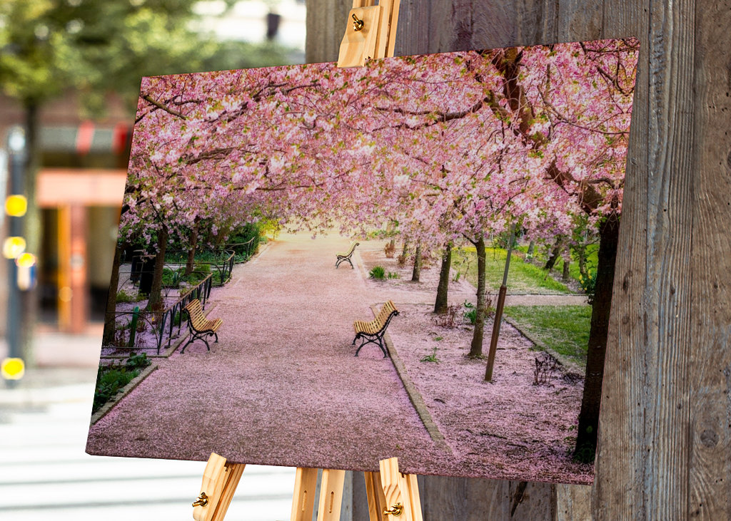 Blomstrende kirsebærtre