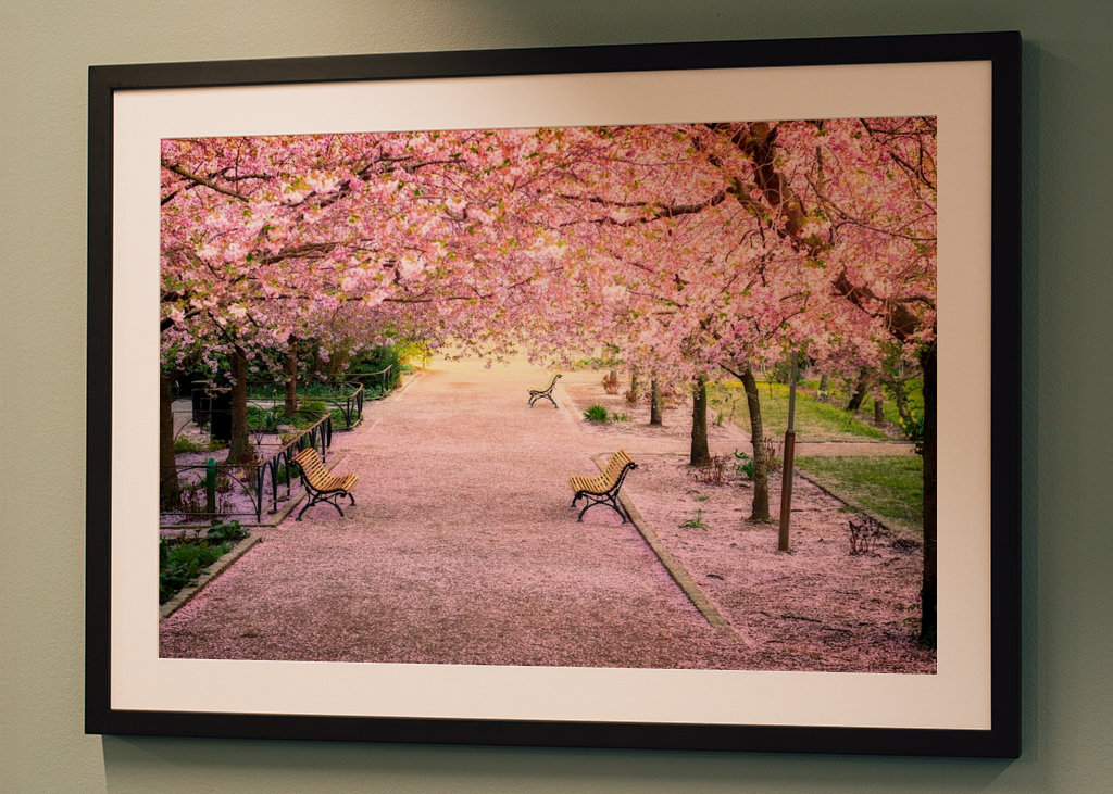 Blomstrende kirsebærtre