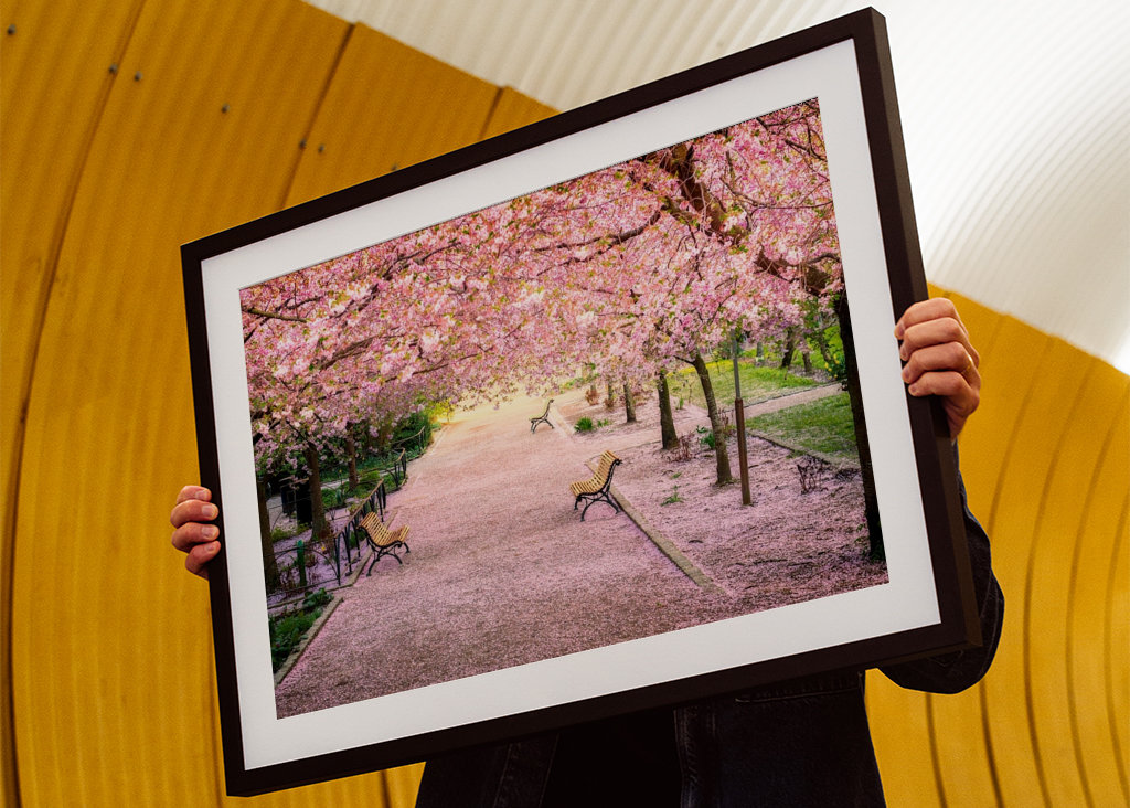 Blomstrende kirsebærtre